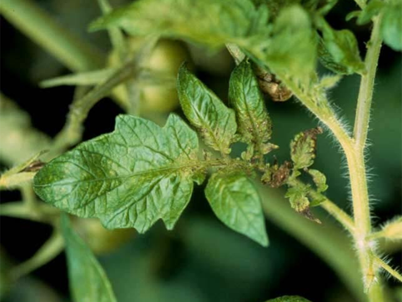 Virus mozaika lucerke na paradajzu – Alfalfa mosaic virus, AMV